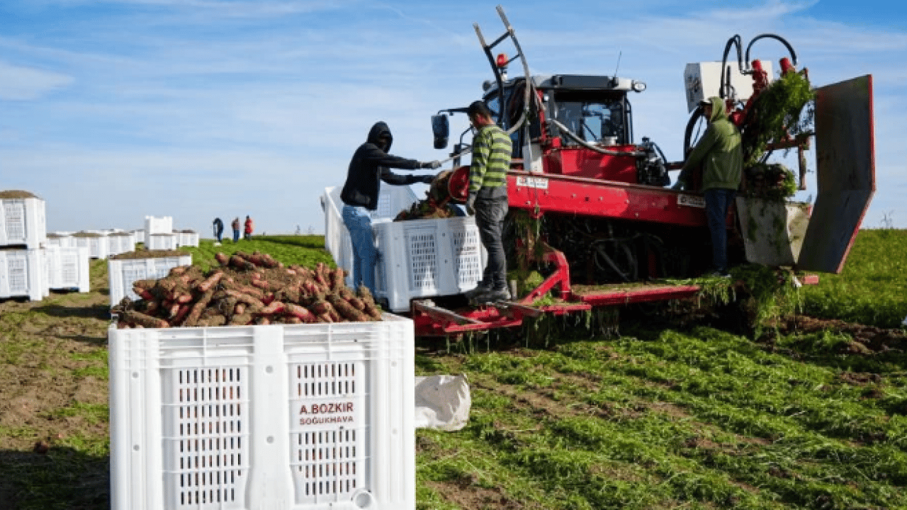 Foto - Dönüm başı 10 ton ürün çıkıyor! 12 ay boyunca üretim yapılıyor
