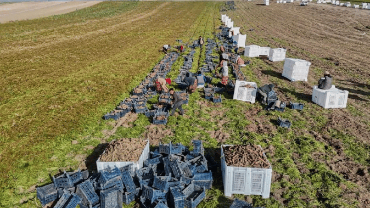 Foto - Dönüm başı 10 ton ürün çıkıyor! 12 ay boyunca üretim yapılıyor