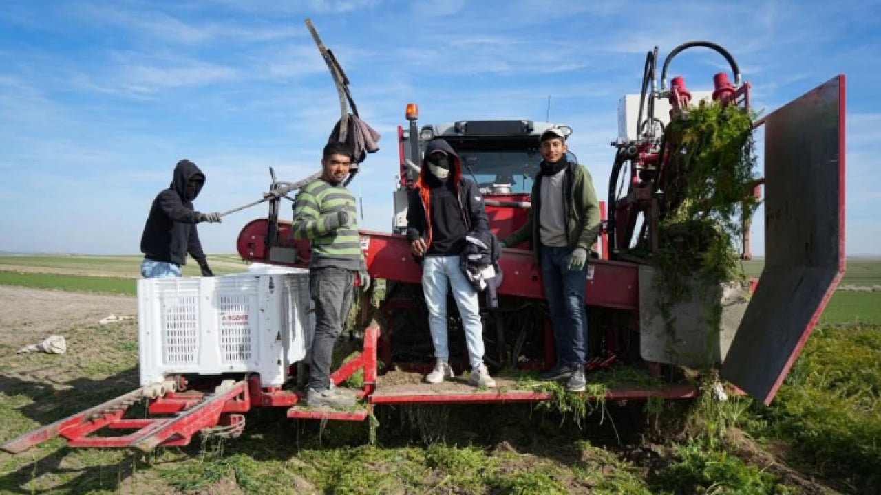 Foto - Dönüm başı 10 ton ürün çıkıyor! 12 ay boyunca üretim yapılıyor
