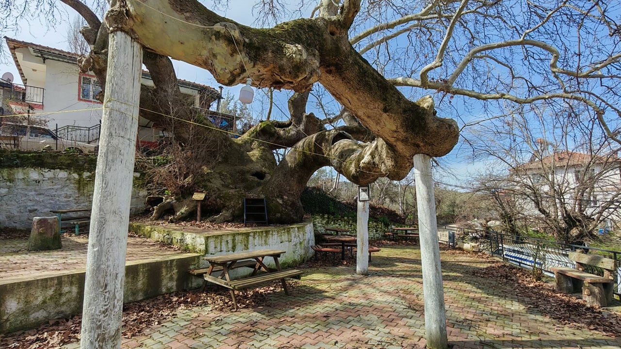 Foto - Dört mevsim ziyaret ediliyor! 2 bin yıllık anıt çınarın gövdesi 21 metreyi buldu