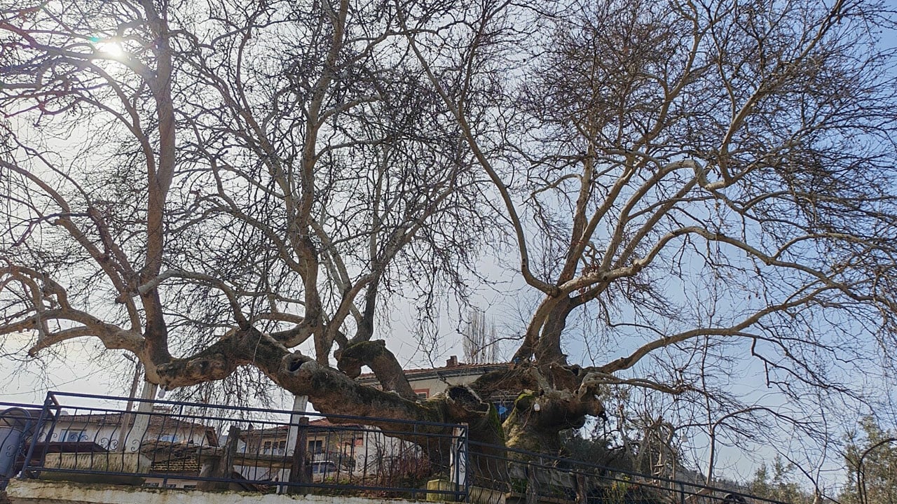 Foto - Dört mevsim ziyaret ediliyor! 2 bin yıllık anıt çınarın gövdesi 21 metreyi buldu