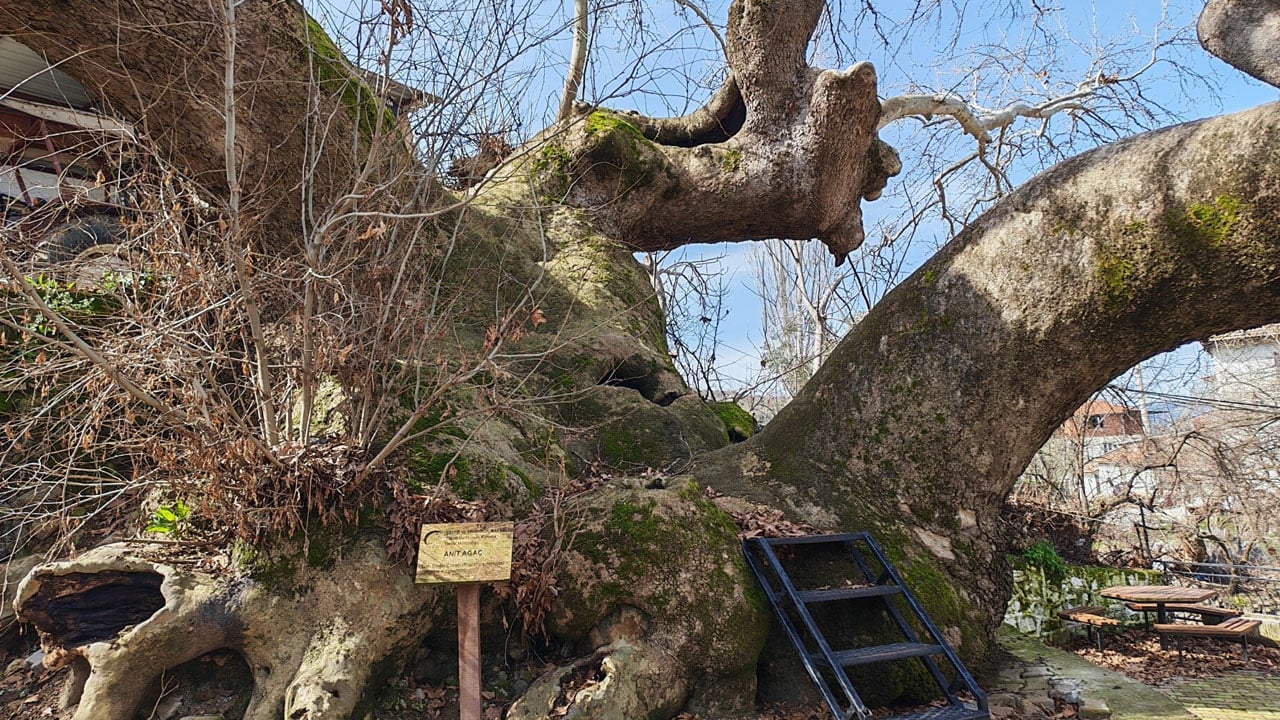 Foto - Dört mevsim ziyaret ediliyor! 2 bin yıllık anıt çınarın gövdesi 21 metreyi buldu
