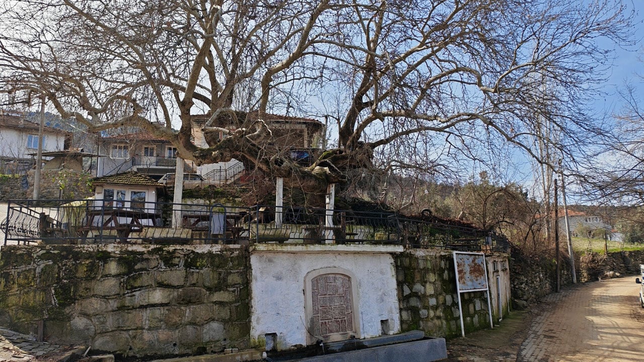 Dört mevsim ziyaret ediliyor! 2 bin yıllık anıt çınarın gövdesi 21 metreyi buldu