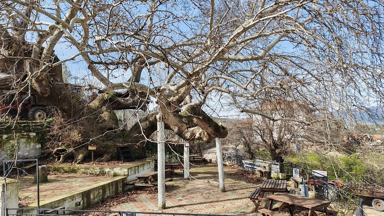 Foto - Dört mevsim ziyaret ediliyor! 2 bin yıllık anıt çınarın gövdesi 21 metreyi buldu
