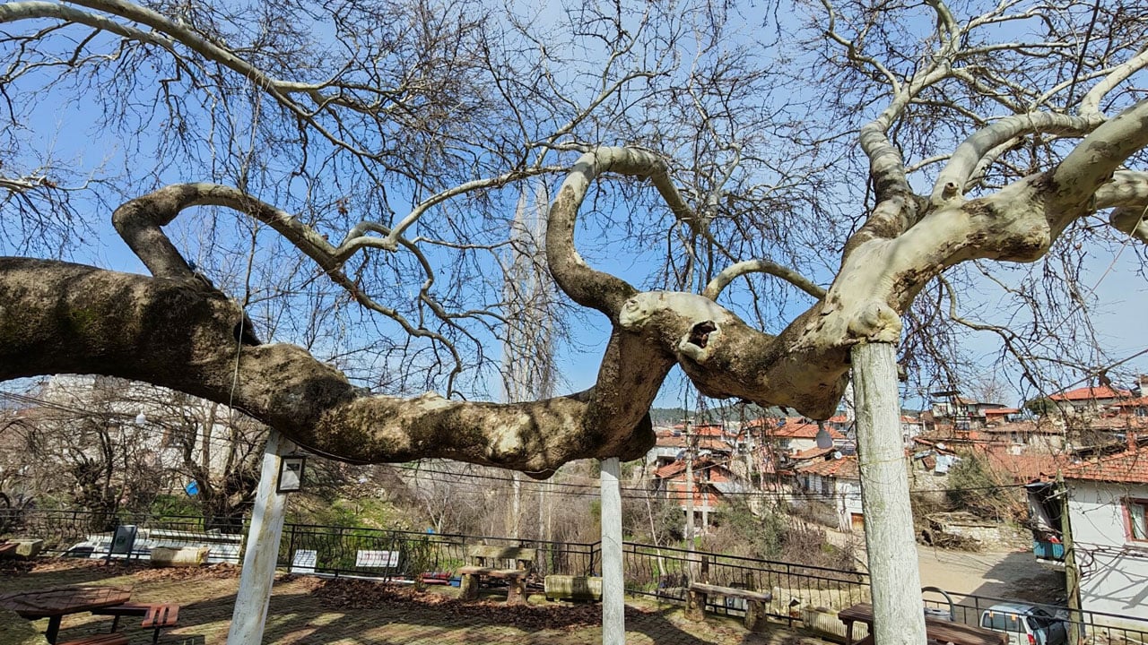 Foto - Dört mevsim ziyaret ediliyor! 2 bin yıllık anıt çınarın gövdesi 21 metreyi buldu