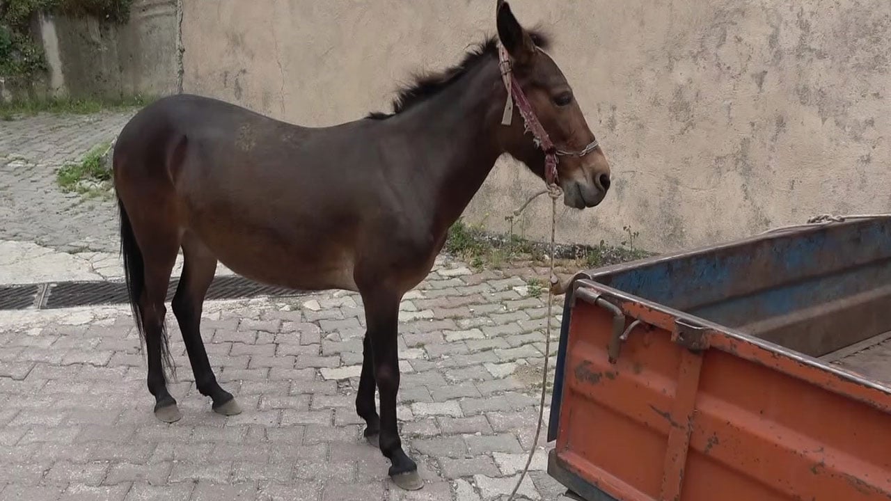 Foto - Dostlukları kalpleri yumuşatıyor! Yaylada katır Dost, yolda patpat!