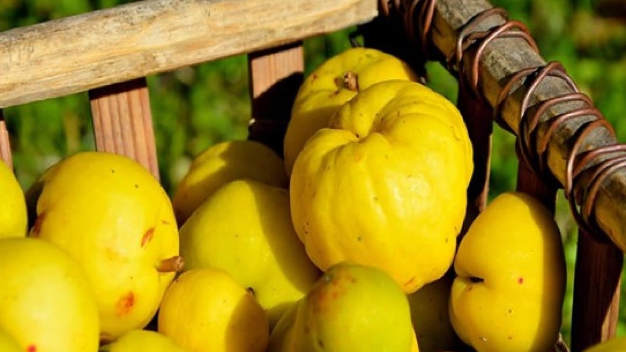 Foto - Düğünde takılan takı herkesi şaşırttı! Damat 'ayvayı' yedi