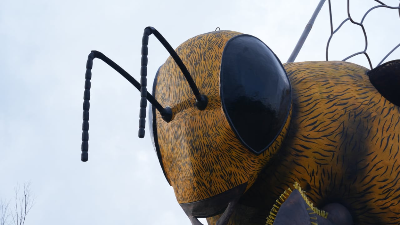 Foto - Dünya bu arıyı konuşuyor: Guinness yolunda dev bir adım