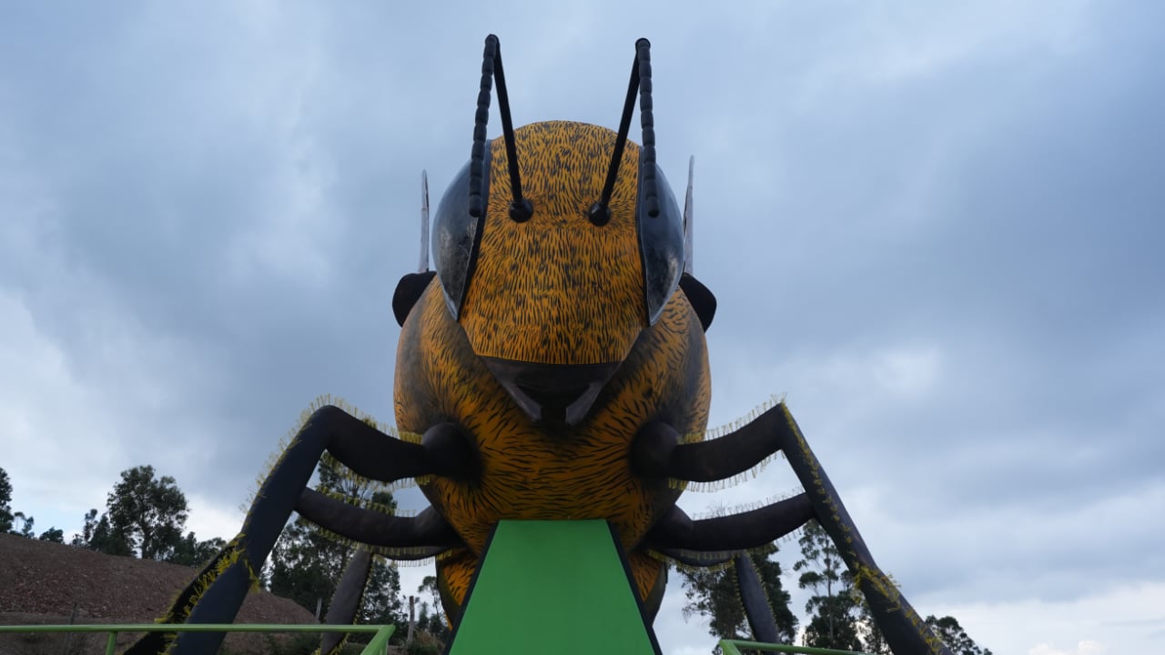 Foto - Dünya bu arıyı konuşuyor: Guinness yolunda dev bir adım