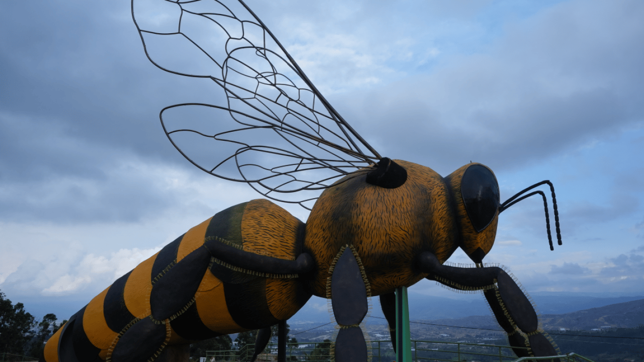 Foto - Dünya bu arıyı konuşuyor: Guinness yolunda dev bir adım