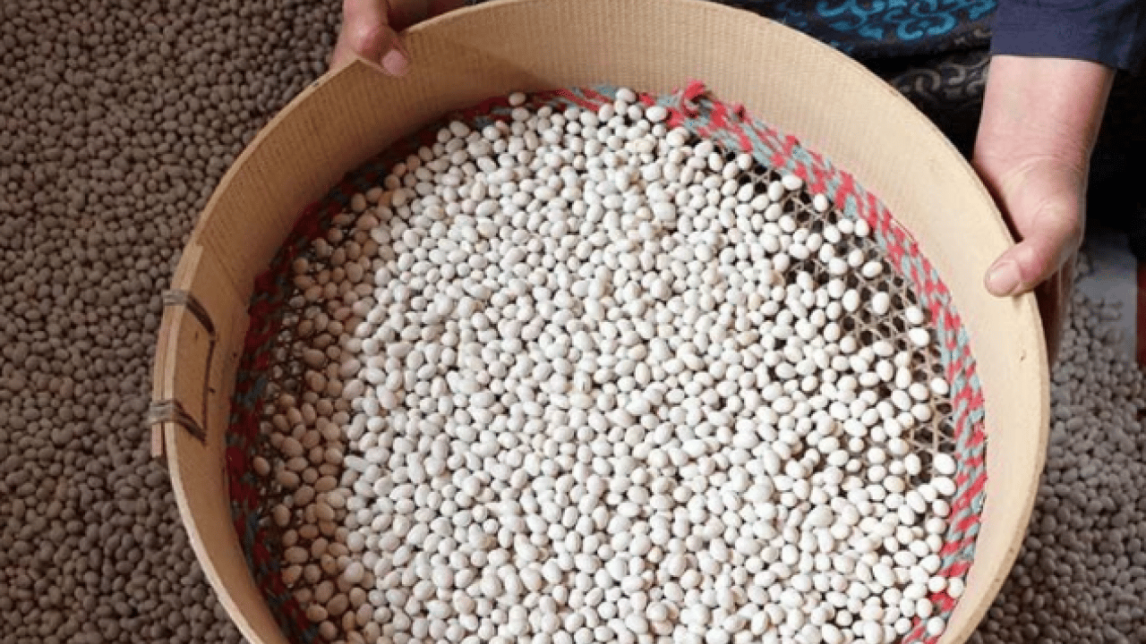 Foto - Dünya mutfağının gözdesi ‘beyaz altın’ olarak biliniyor! Kilosu 500 lira