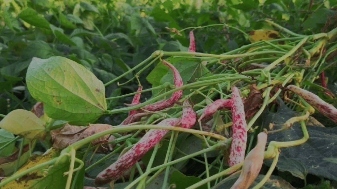 Foto - Dünya mutfağının gözdesi ‘beyaz altın’ olarak biliniyor! Kilosu 500 lira
