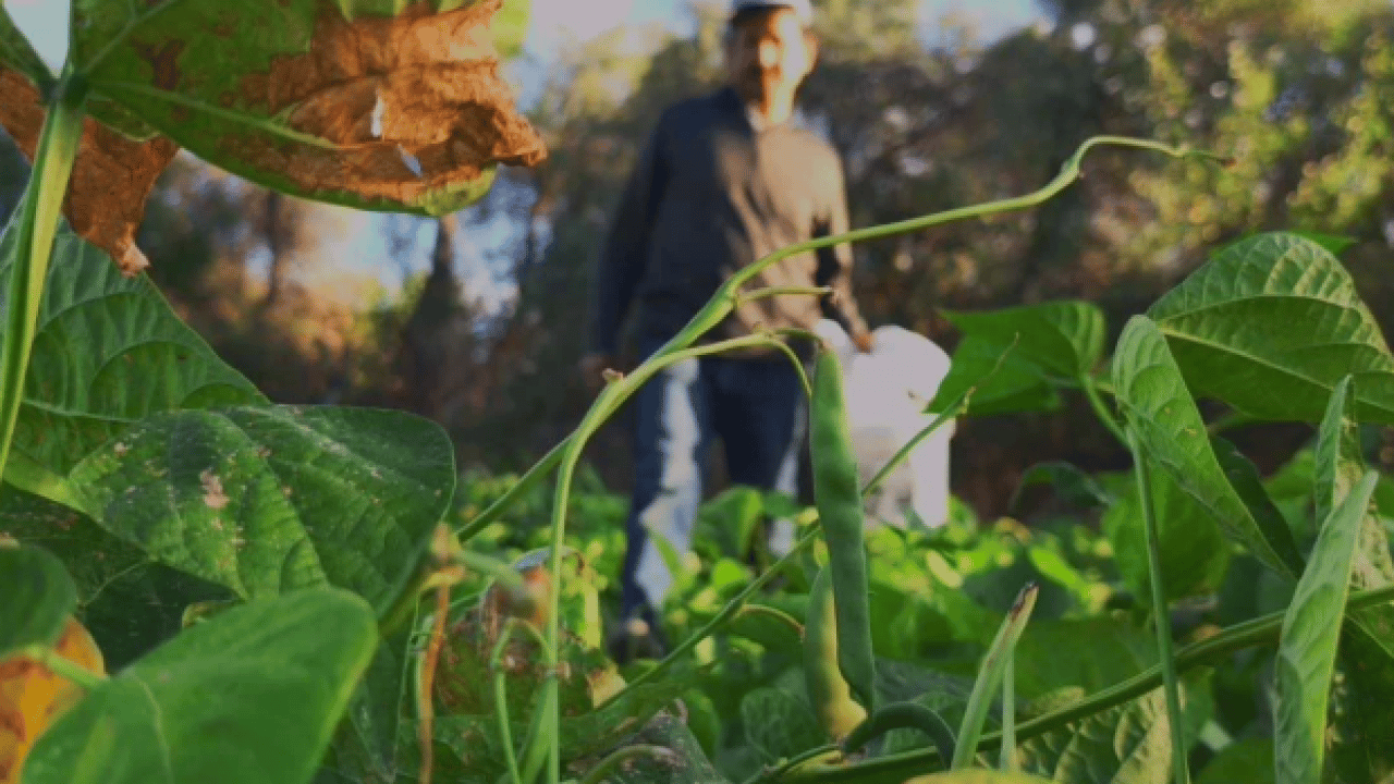 Foto - Dünya mutfağının gözdesi ‘beyaz altın’ olarak biliniyor! Kilosu 500 lira
