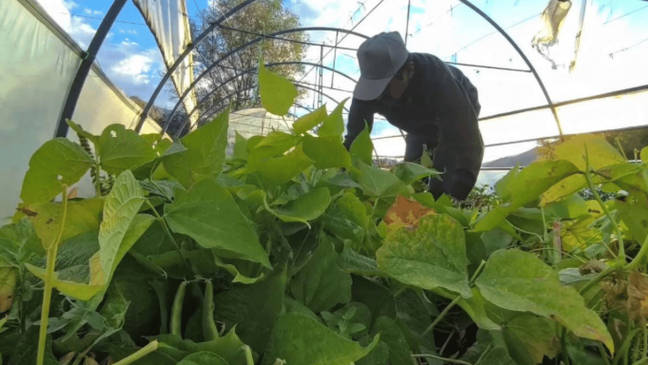 Dünya mutfağının gözdesi ‘beyaz altın’ olarak biliniyor! Kilosu 500 lira