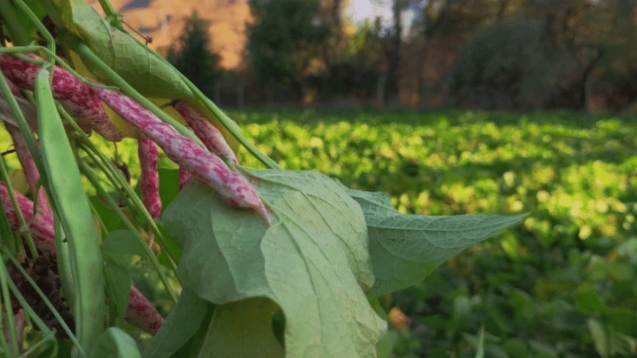 Foto - Dünya mutfağının gözdesi ‘beyaz altın’ olarak biliniyor! Kilosu 500 lira