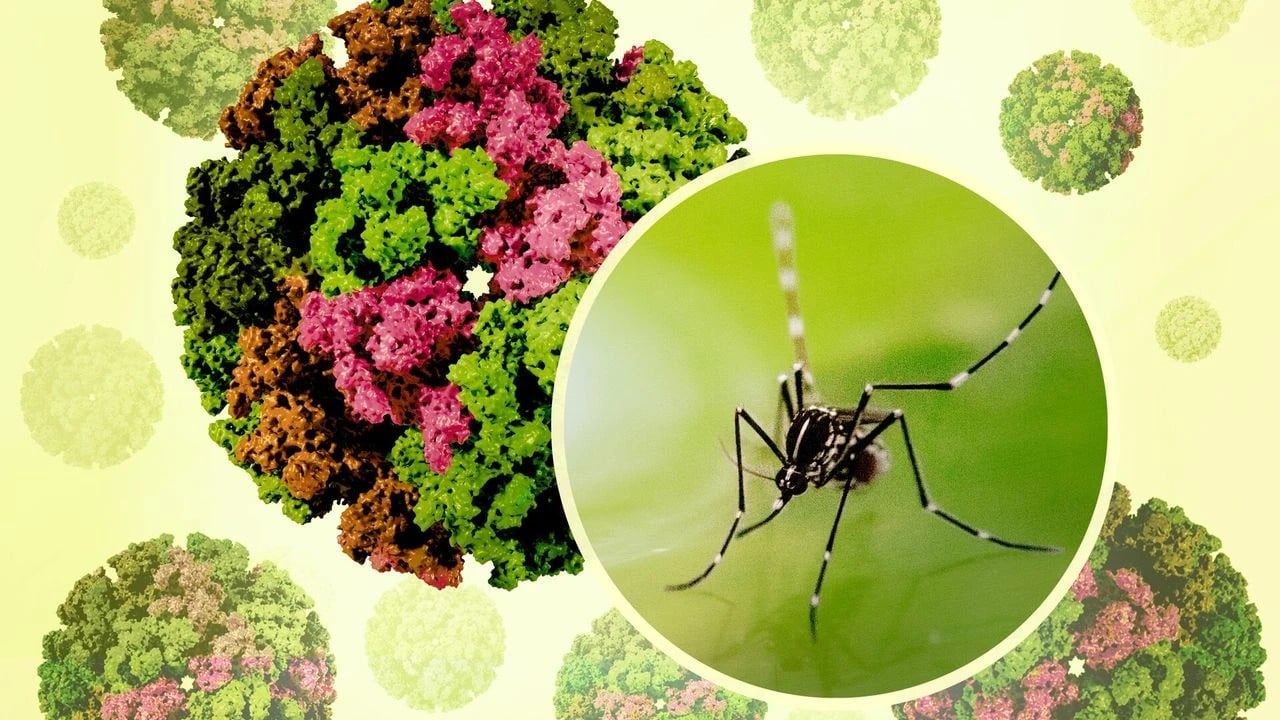 Dünya Sağlık Örgütü alarmda! Sivrisinekten bulaşıyor tedavisi yok