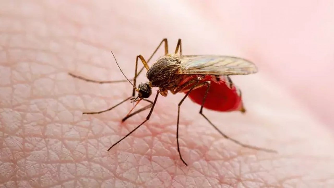 Foto - Dünya Sağlık Örgütü alarmda! Sivrisinekten bulaşıyor tedavisi yok