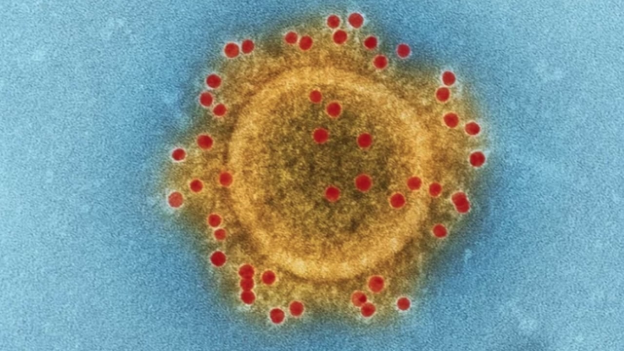 Foto - Dünya şokta! Cicada varyantı hızla yayılıyor: Yeni pandemi riski var mı?