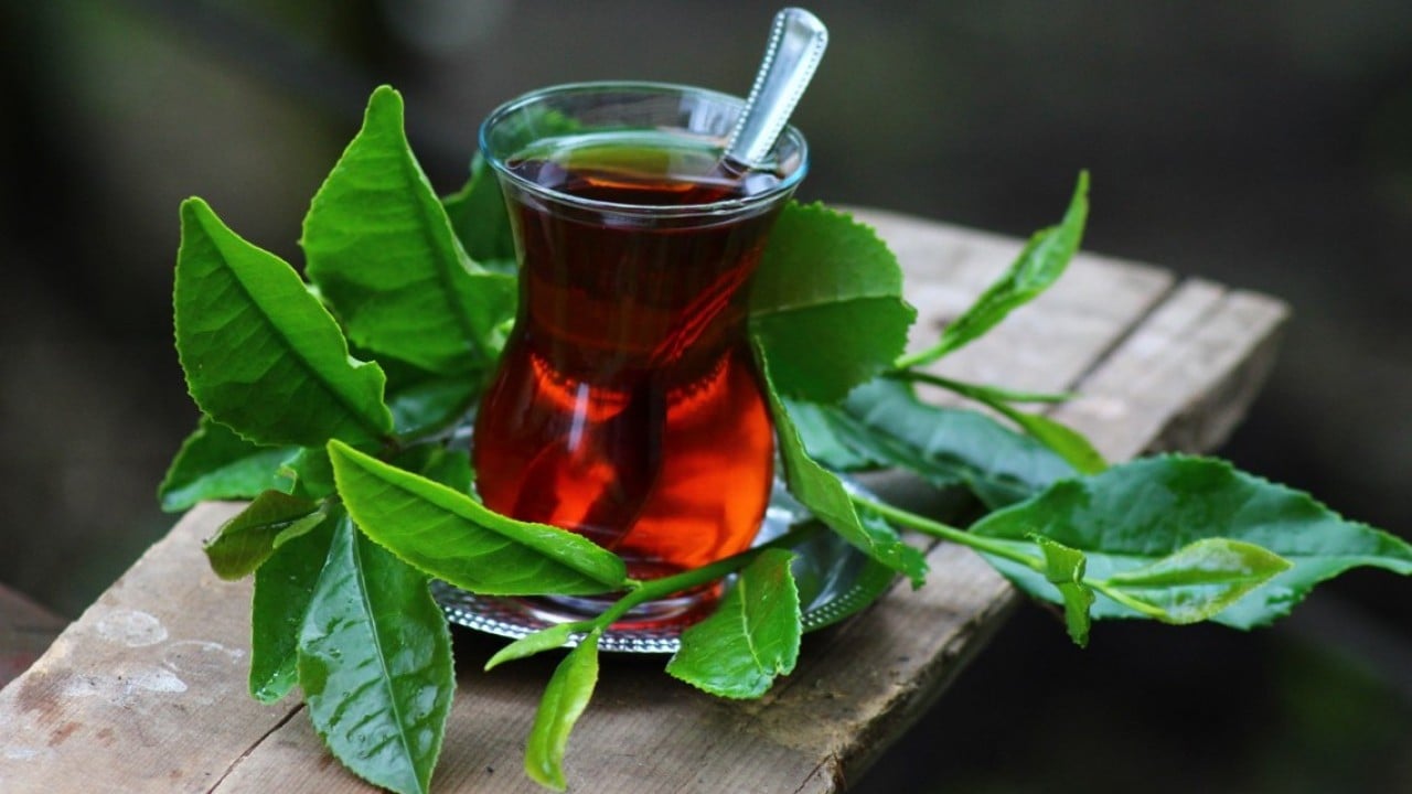 Foto - Dünya, Türk çayını sevdi! 124 ülkeye ihraç edildi 