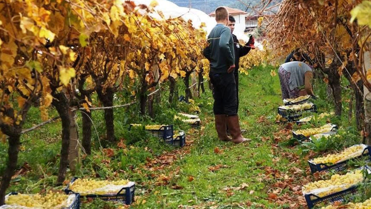 Foto - Dünyaca ünlü ama... Sarıgöl Ovası’nda üretici dertli!