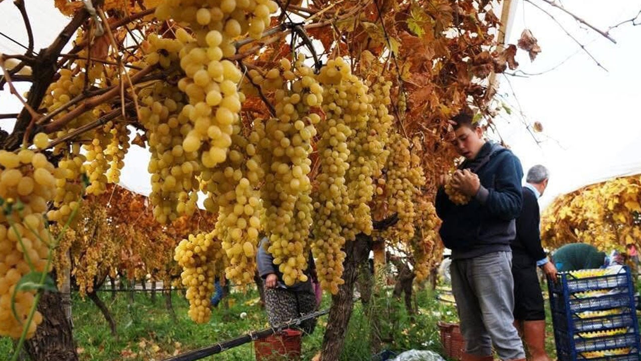 Foto - Dünyaca ünlü ama... Sarıgöl Ovası’nda üretici dertli!