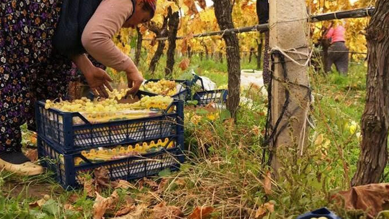 Foto - Dünyaca ünlü ama... Sarıgöl Ovası’nda üretici dertli!