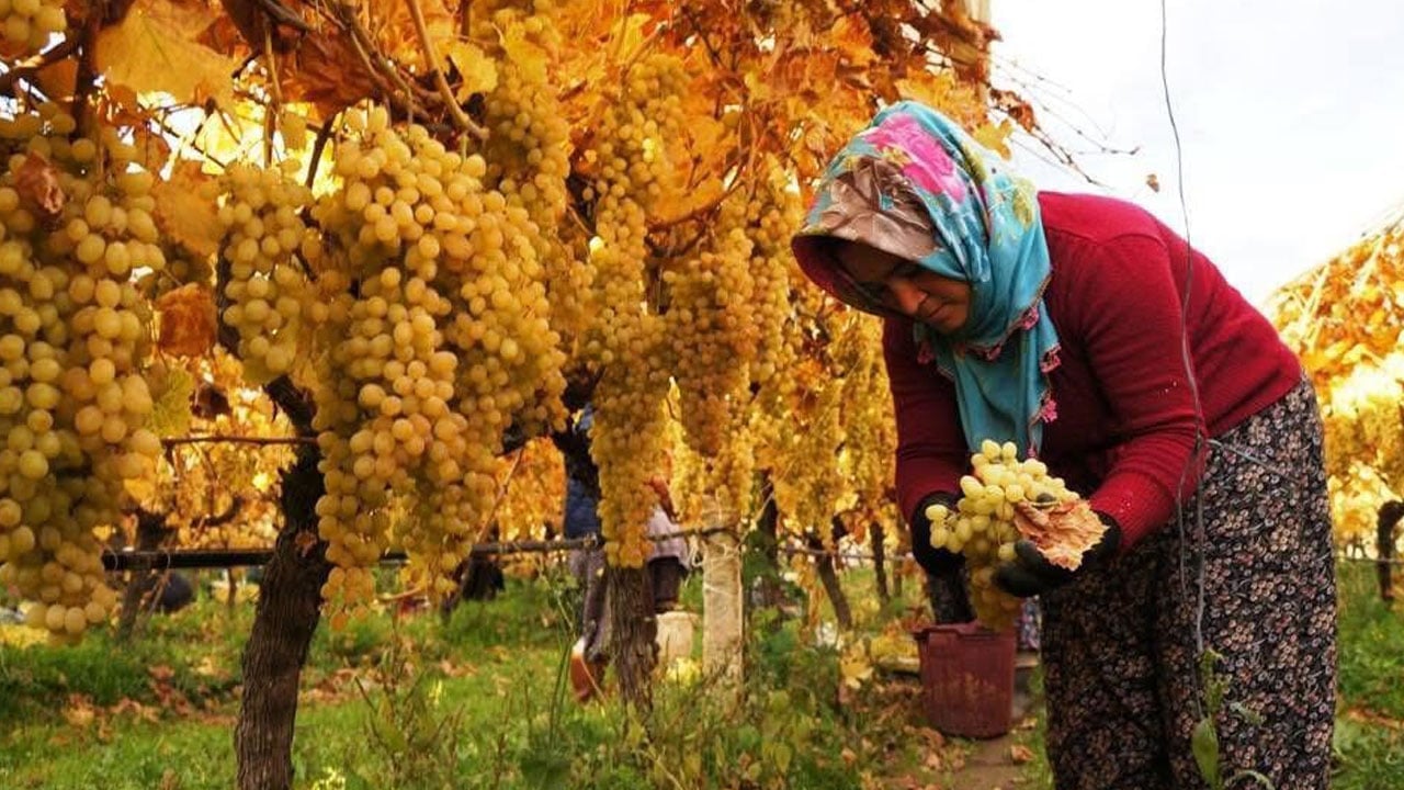 Dünyaca ünlü ama... Sarıgöl Ovası’nda üretici dertli!