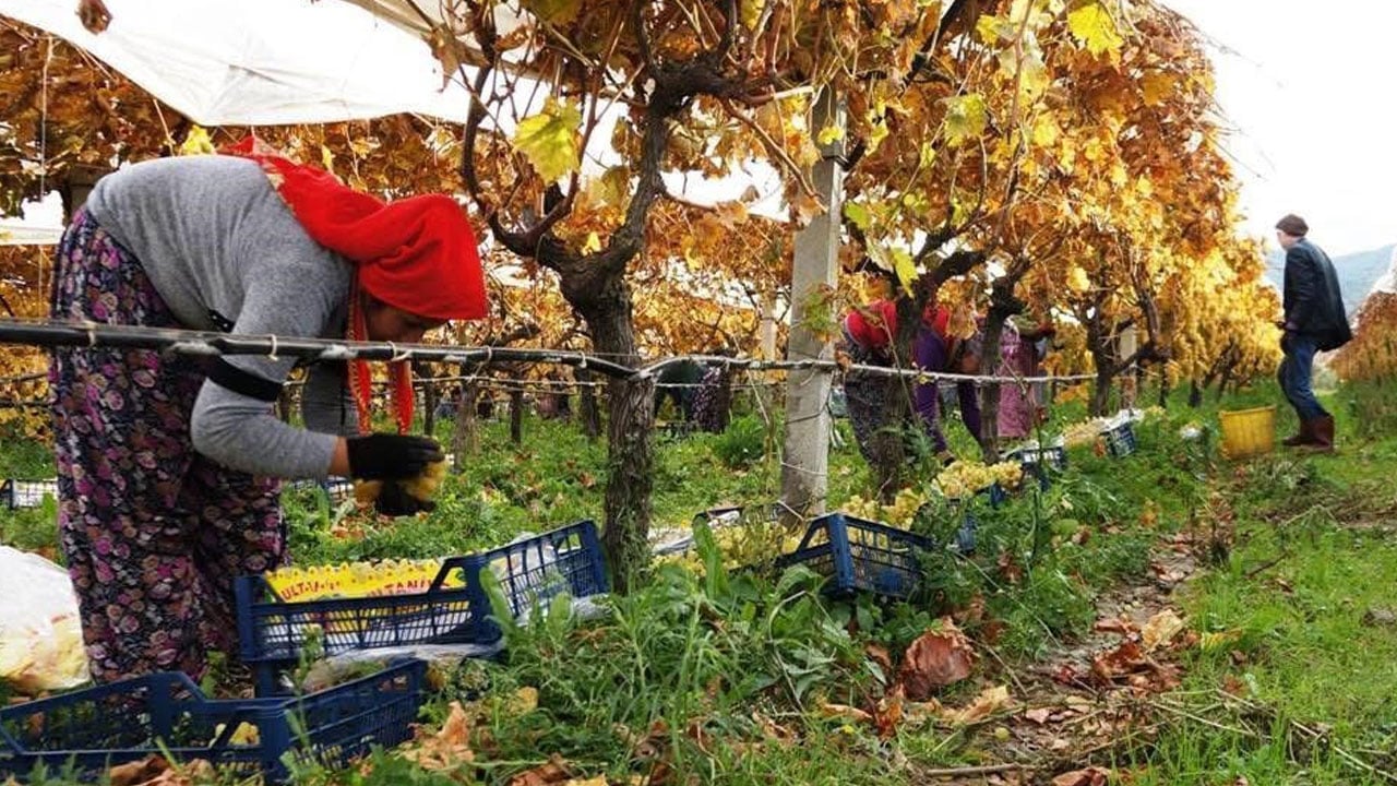 Foto - Dünyaca ünlü ama... Sarıgöl Ovası’nda üretici dertli!
