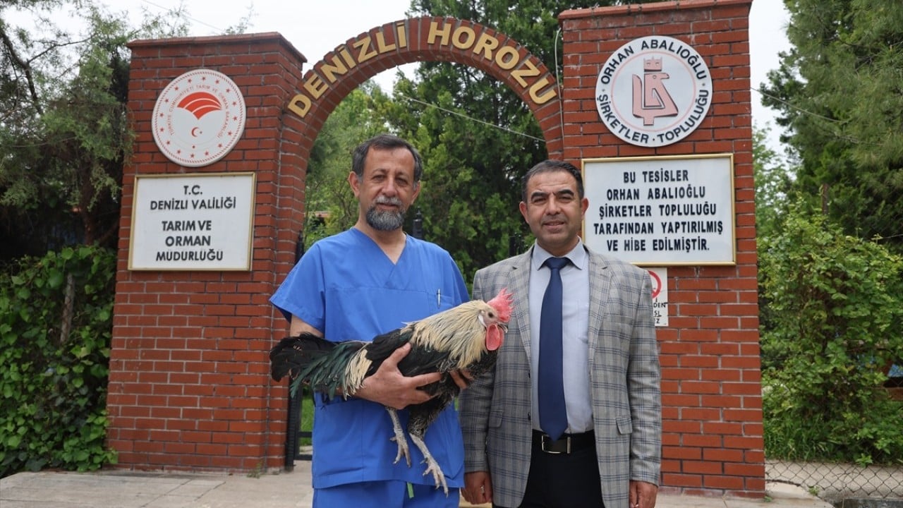Foto - Dünyaca ünlü Denizli horozunun ırkı böyle korunuyor