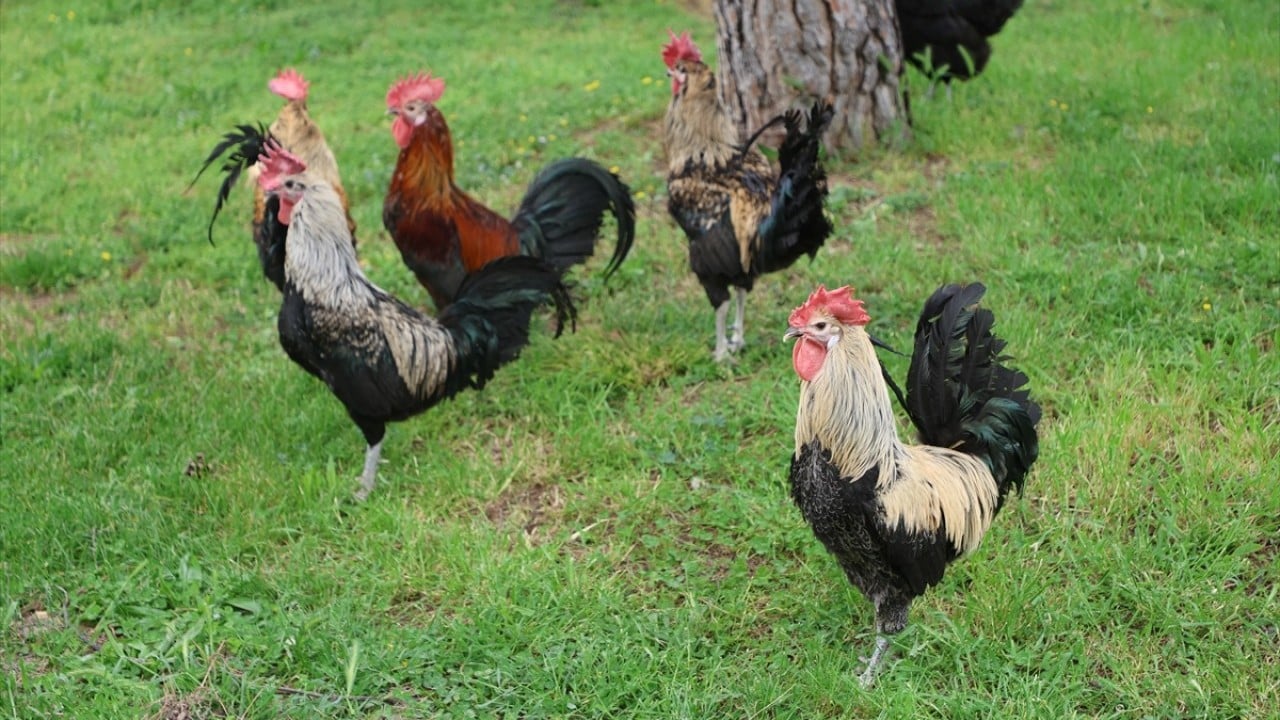 Foto - Dünyaca ünlü Denizli horozunun ırkı böyle korunuyor