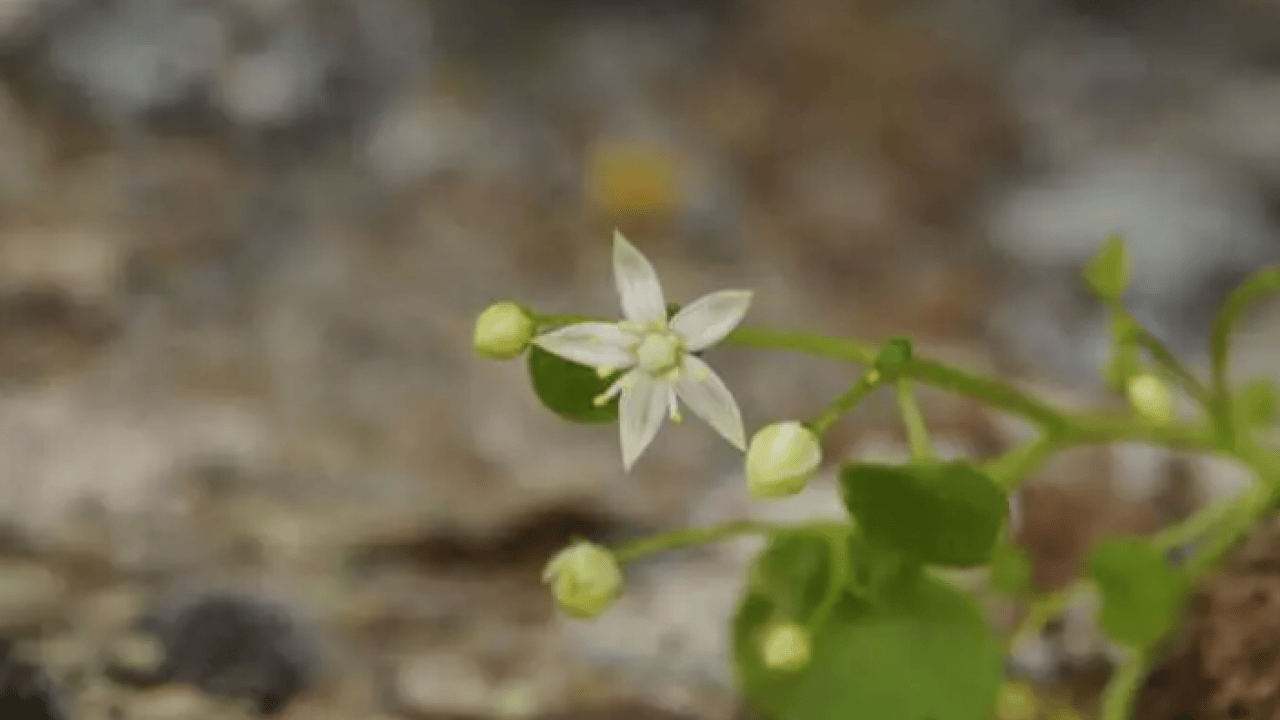 Foto - İzmir'de heyecanlandıran keşif: Dünyada 16 tane Türkiye'de 8 tane!