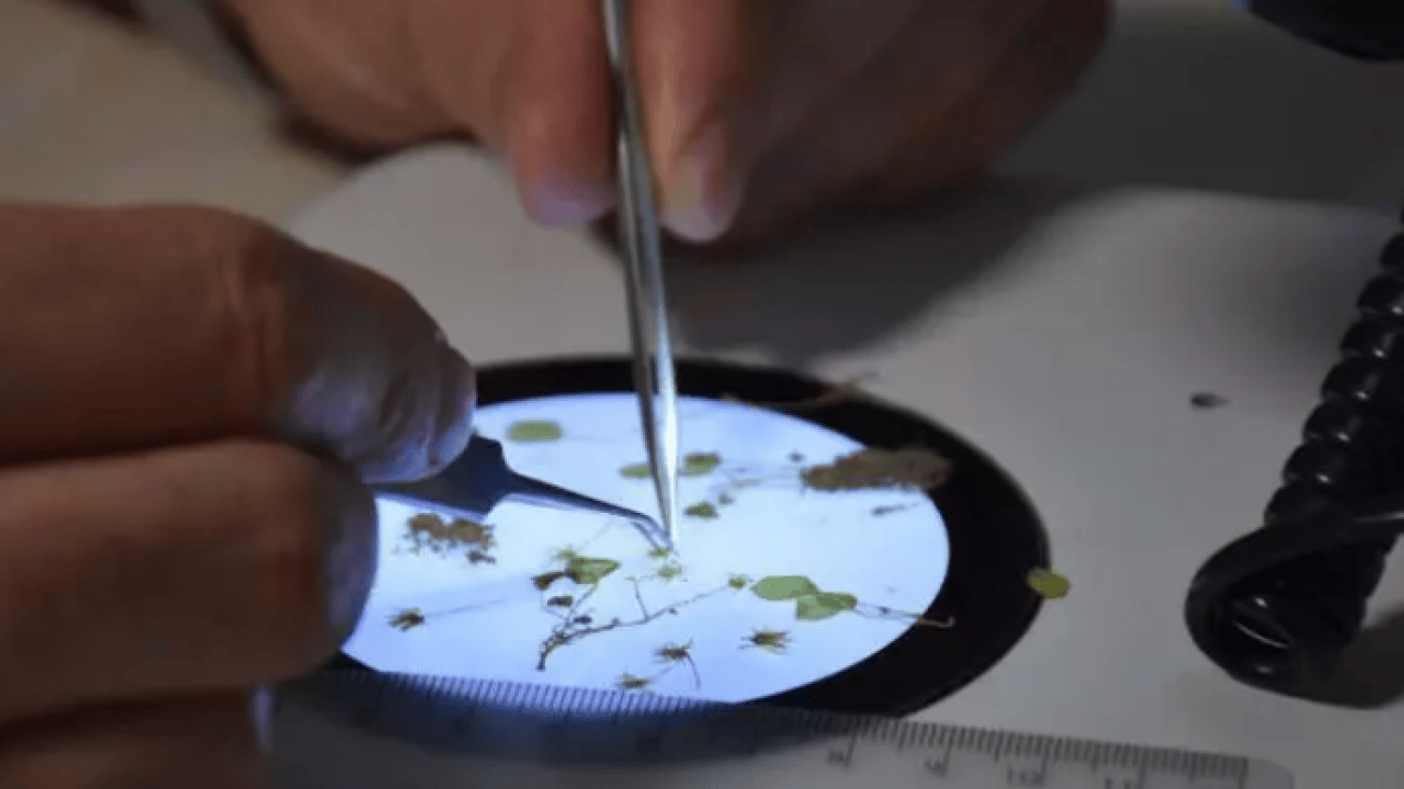 İzmir'de heyecanlandıran keşif: Dünyada 16 tane Türkiye'de 8 tane!