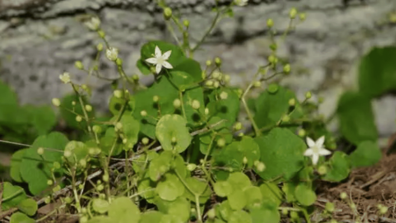 Foto - İzmir'de heyecanlandıran keşif: Dünyada 16 tane Türkiye'de 8 tane!
