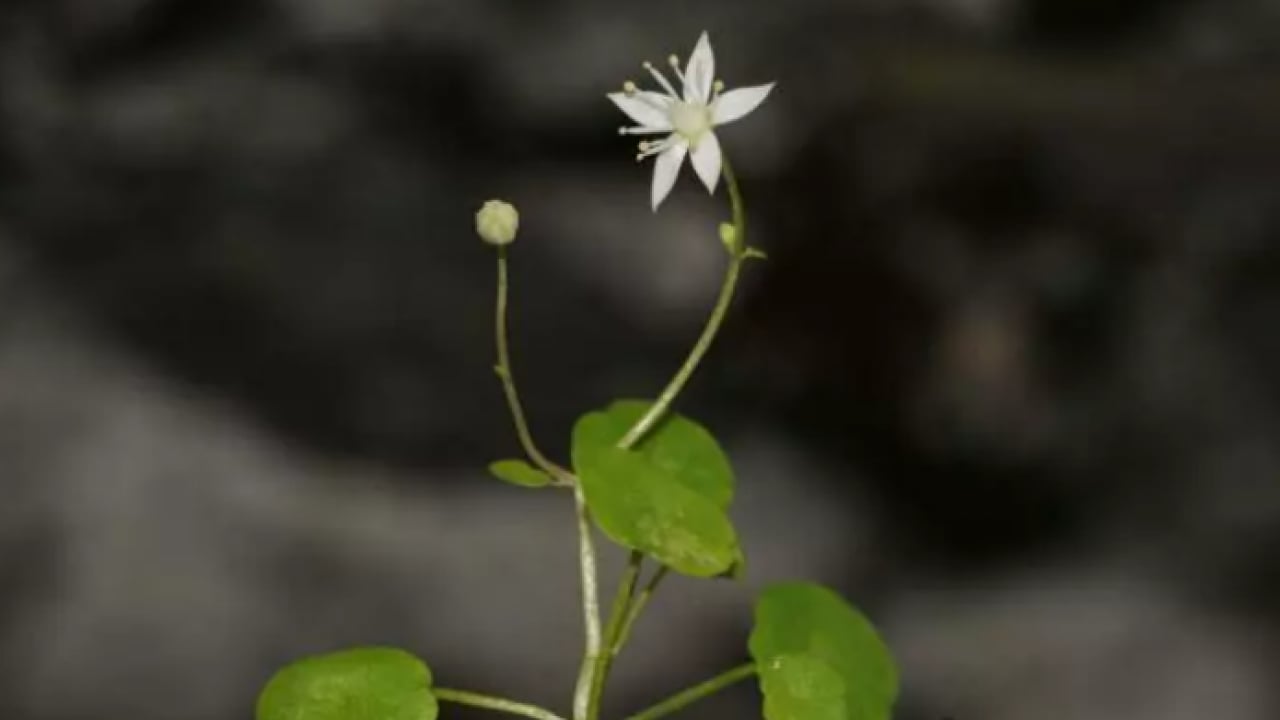 Foto - İzmir'de heyecanlandıran keşif: Dünyada 16 tane Türkiye'de 8 tane!