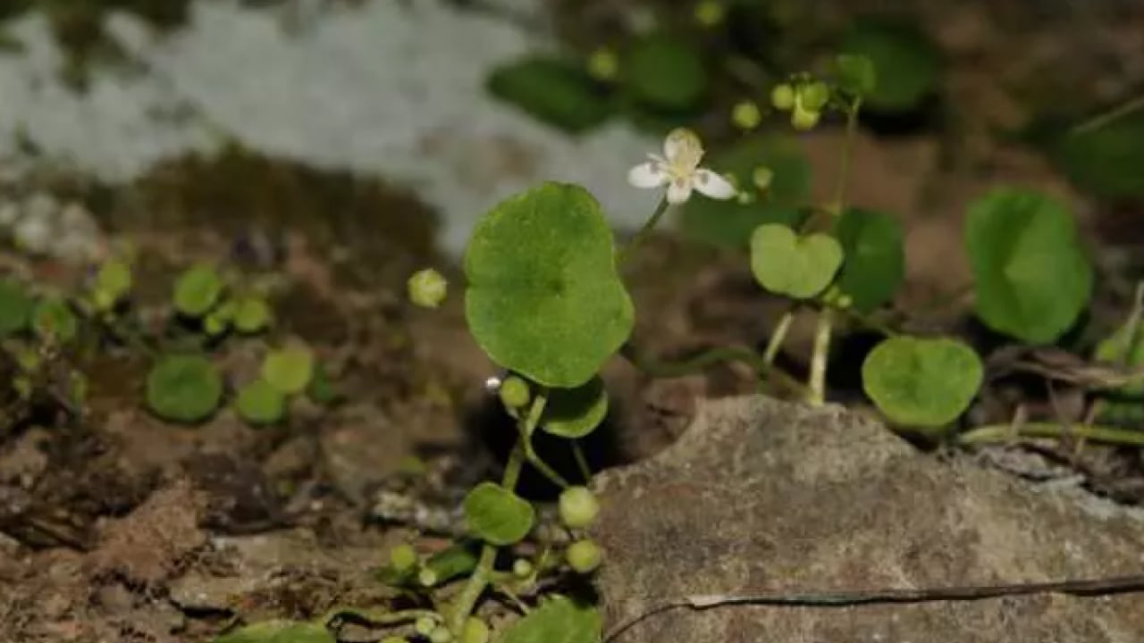 Foto - İzmir'de heyecanlandıran keşif: Dünyada 16 tane Türkiye'de 8 tane!