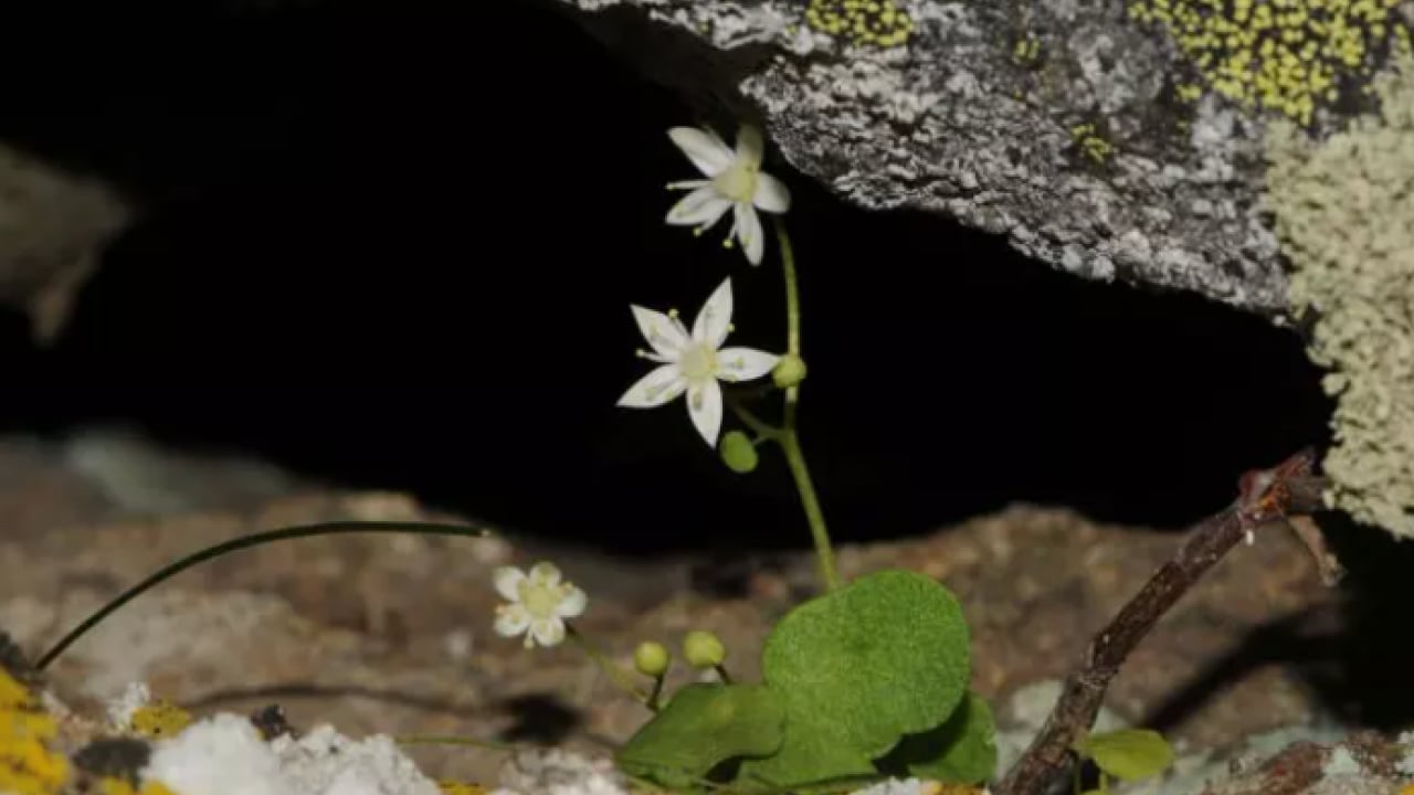 Foto - İzmir'de heyecanlandıran keşif: Dünyada 16 tane Türkiye'de 8 tane!