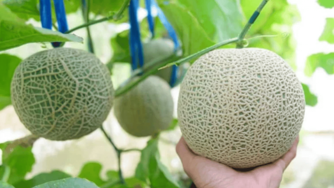 Foto - Dünyada eşi benzeri yok: Bu meyve masajla üretiliyor!