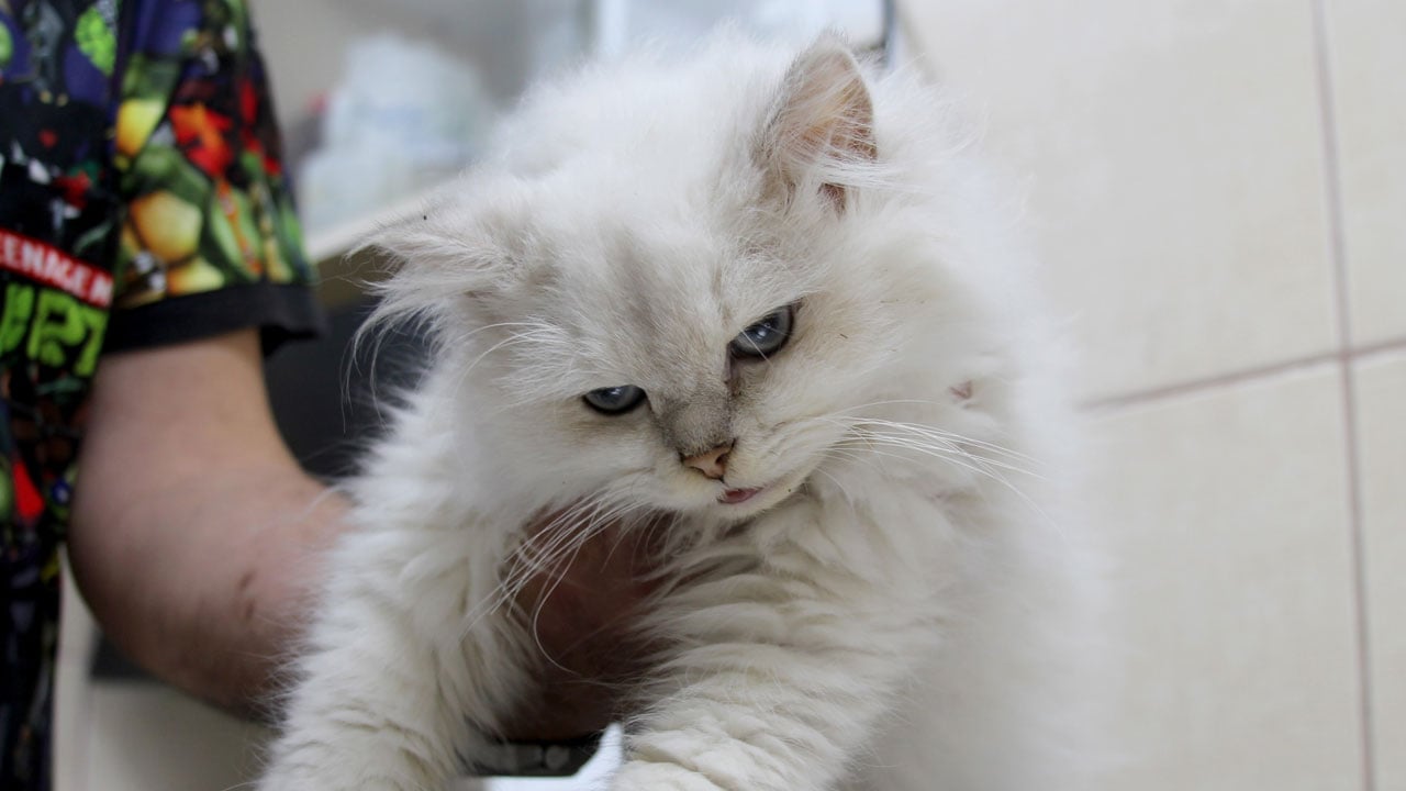 Foto - Dünyada ilk kez görüldü! Sokakta bulunan kediden çıkan sonuç şaşırttı