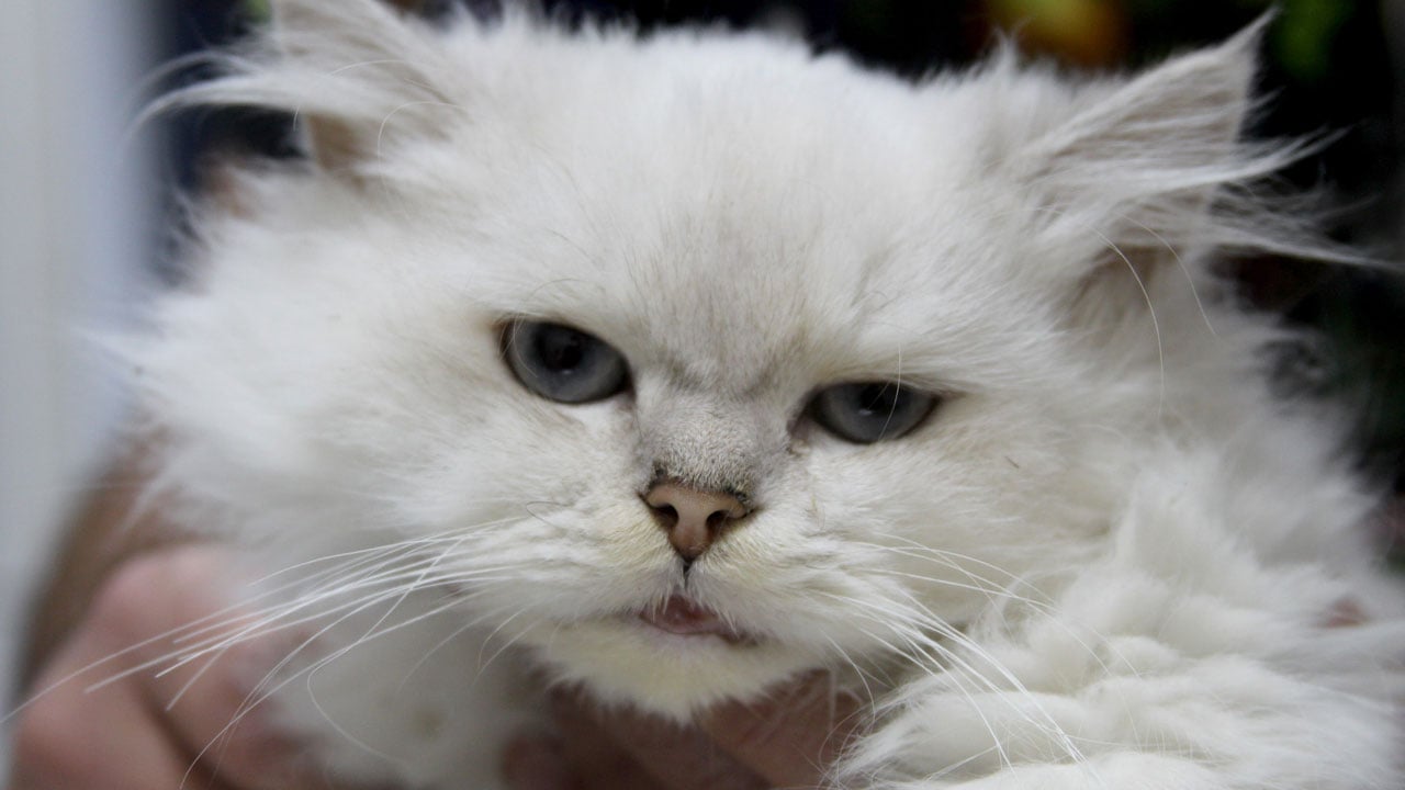 Foto - Dünyada ilk kez görüldü! Sokakta bulunan kediden çıkan sonuç şaşırttı