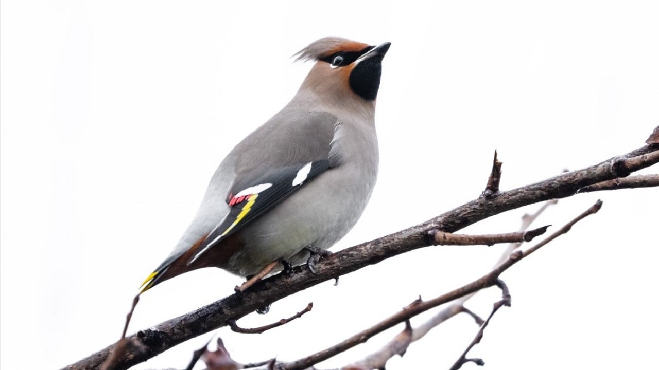 Foto - Dünyada nadir görülen türdü! İstanbul’da görüntülendi
