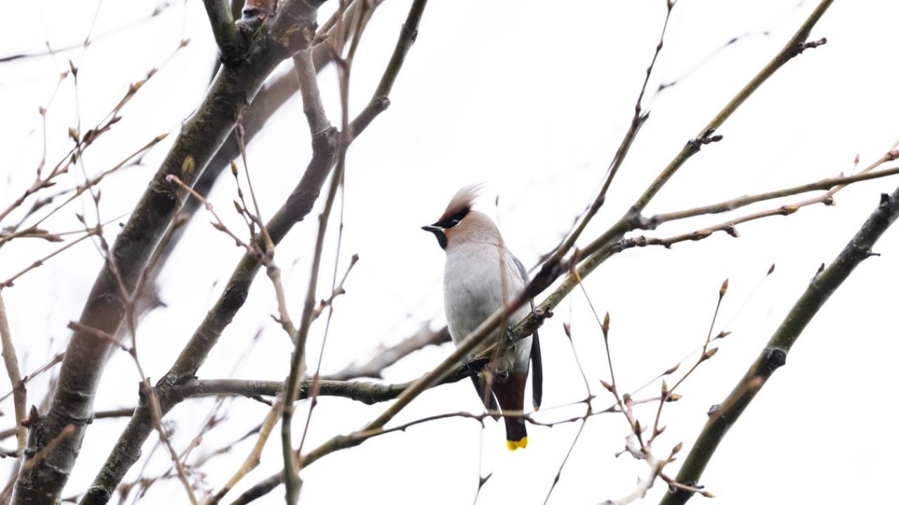 Dünyada nadir görülen türdü! İstanbul’da görüntülendi