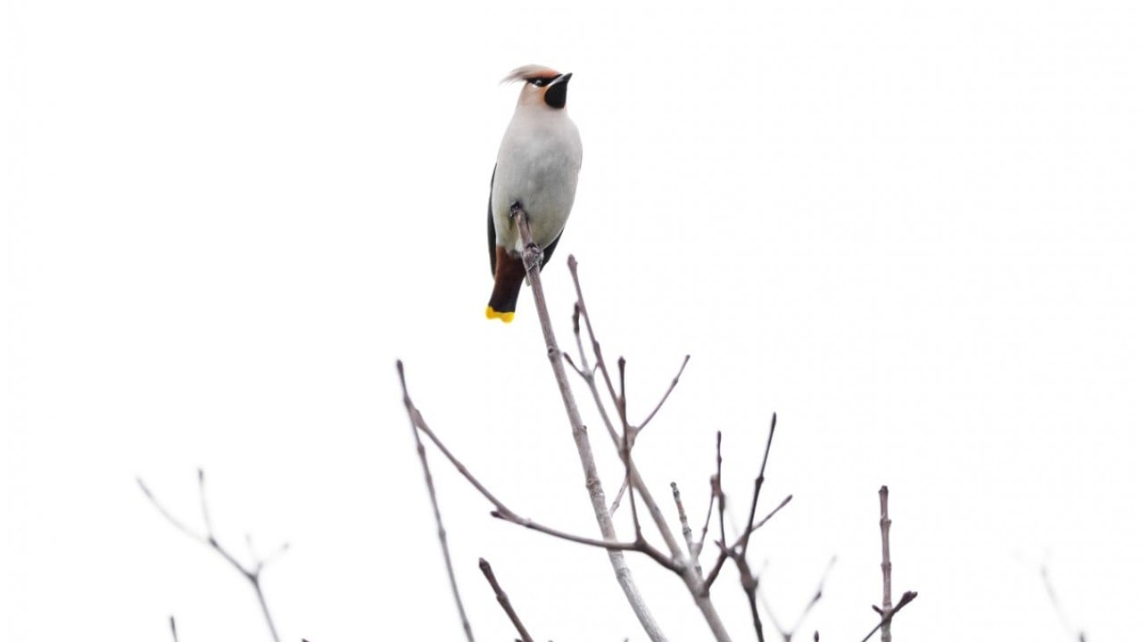 Foto - Dünyada nadir görülen türdü! İstanbul’da görüntülendi