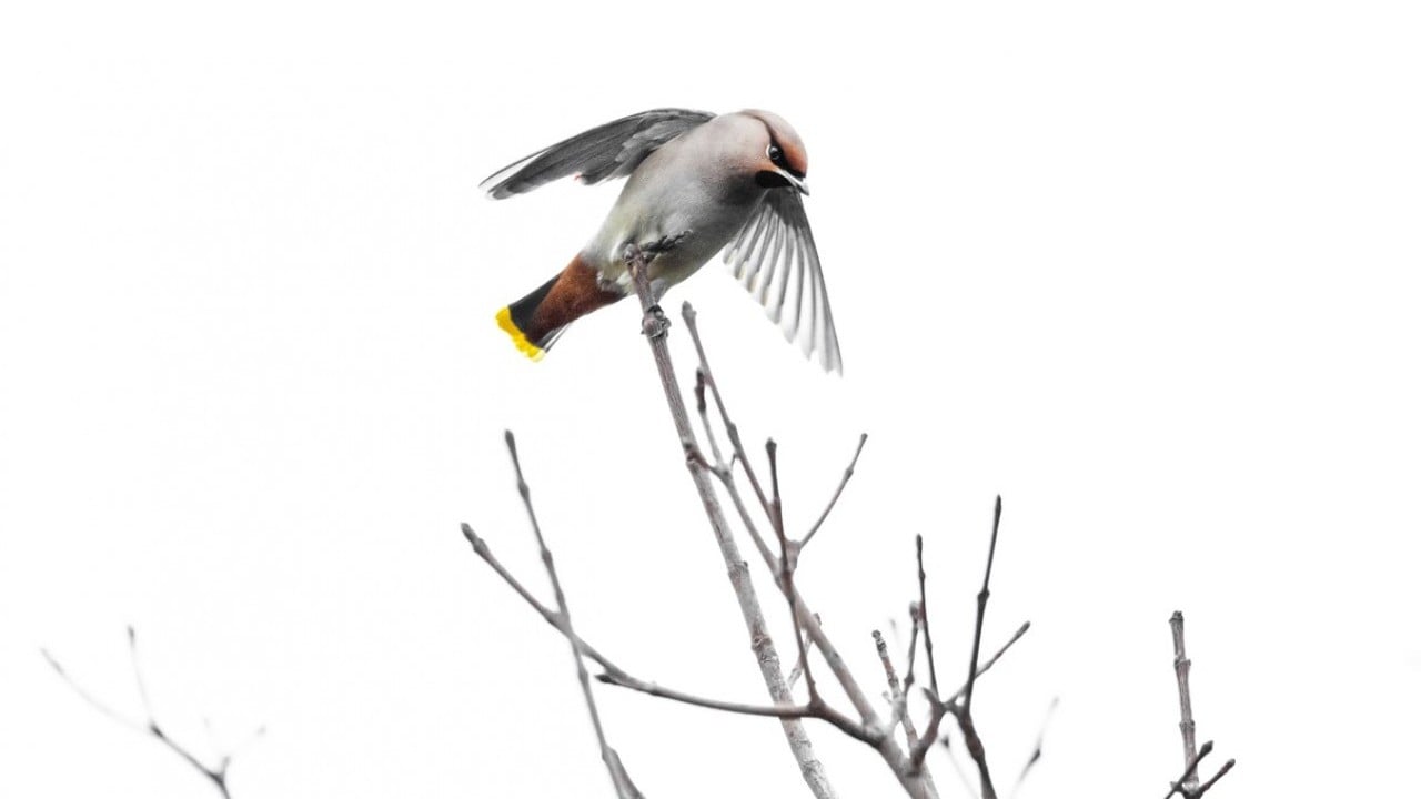 Foto - Dünyada nadir görülen türdü! İstanbul’da görüntülendi