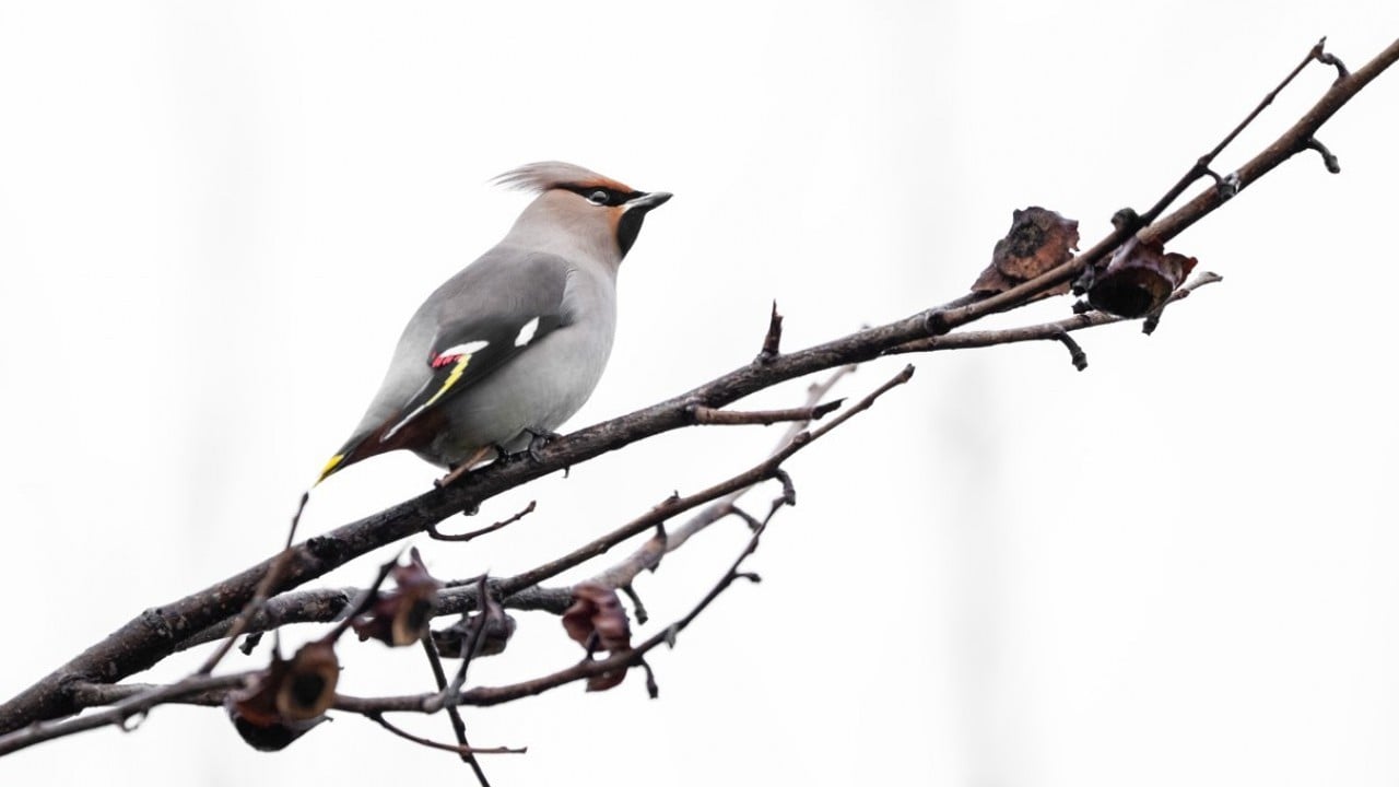 Foto - Dünyada nadir görülen türdü! İstanbul’da görüntülendi