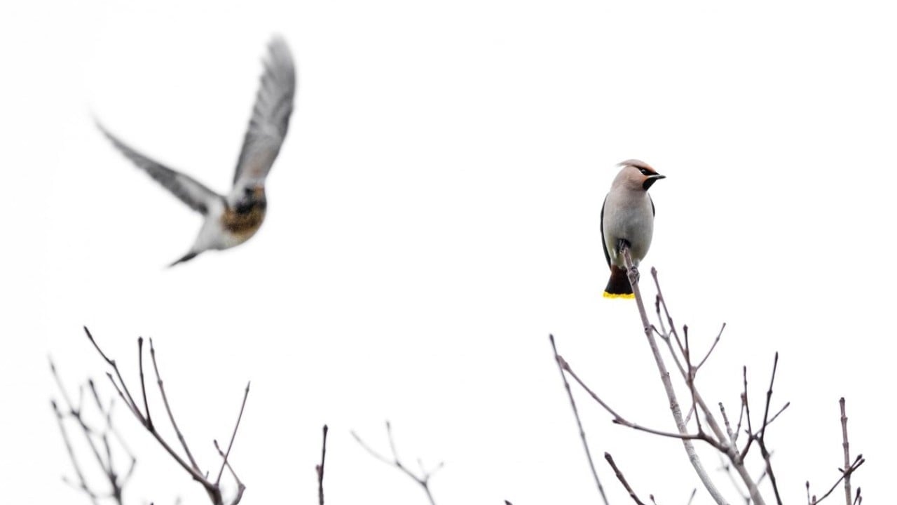Foto - Dünyada nadir görülen türdü! İstanbul’da görüntülendi