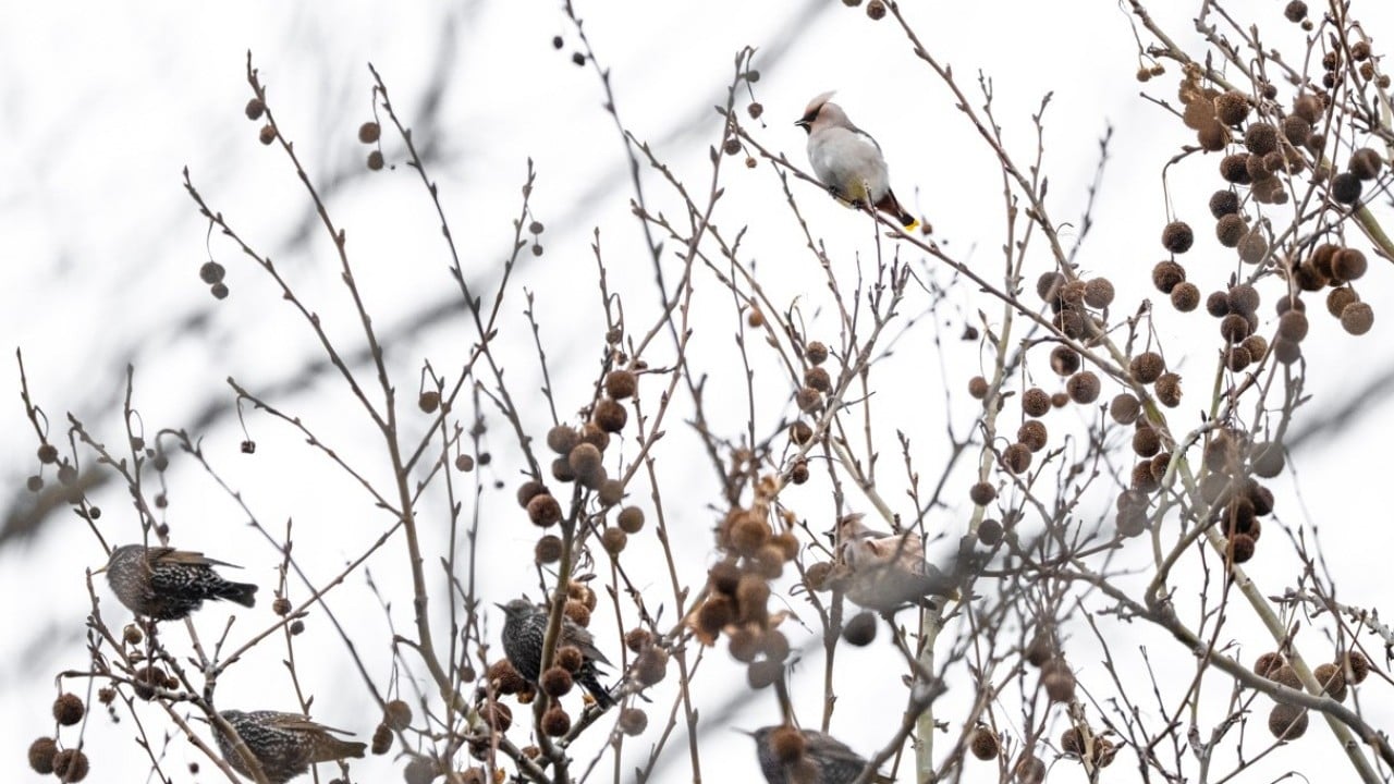 Foto - Dünyada nadir görülen türdü! İstanbul’da görüntülendi