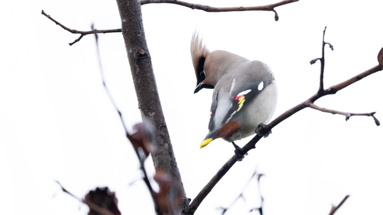 Foto - Dünyada nadir görülen türdü! İstanbul’da görüntülendi