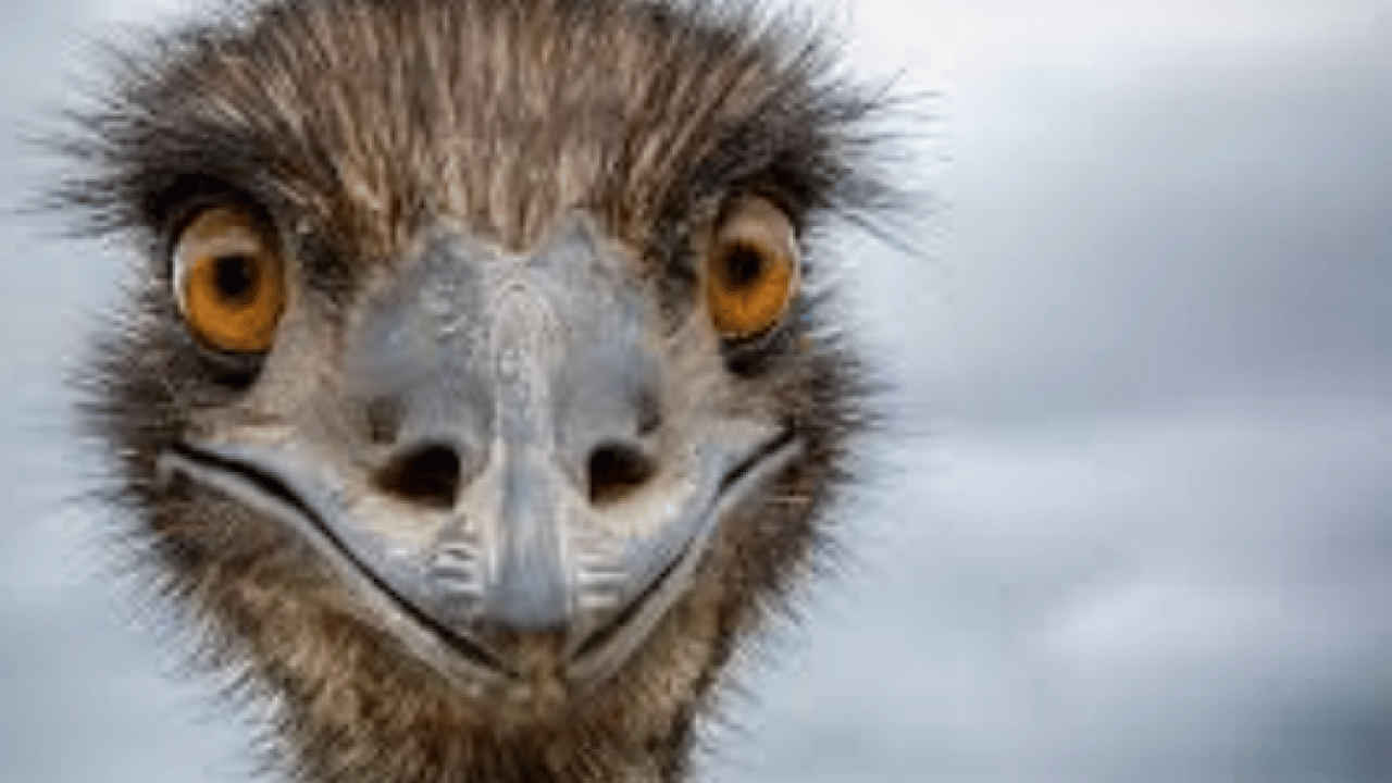 Foto - Dünyada neler oldu? Ayın en sıra dışı ve tuhaf olayları