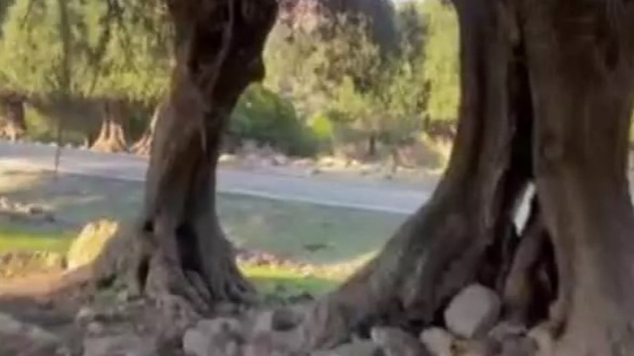 Foto - Dünyada sadece 4 ülkede var! Türkiye'de gizemini çözemediler!