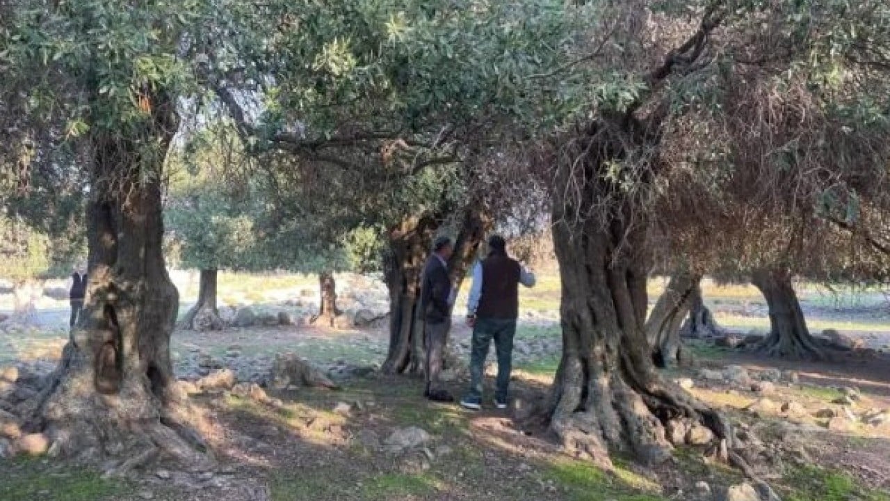 Foto - Dünyada sadece 4 ülkede var! Türkiye'de gizemini çözemediler!